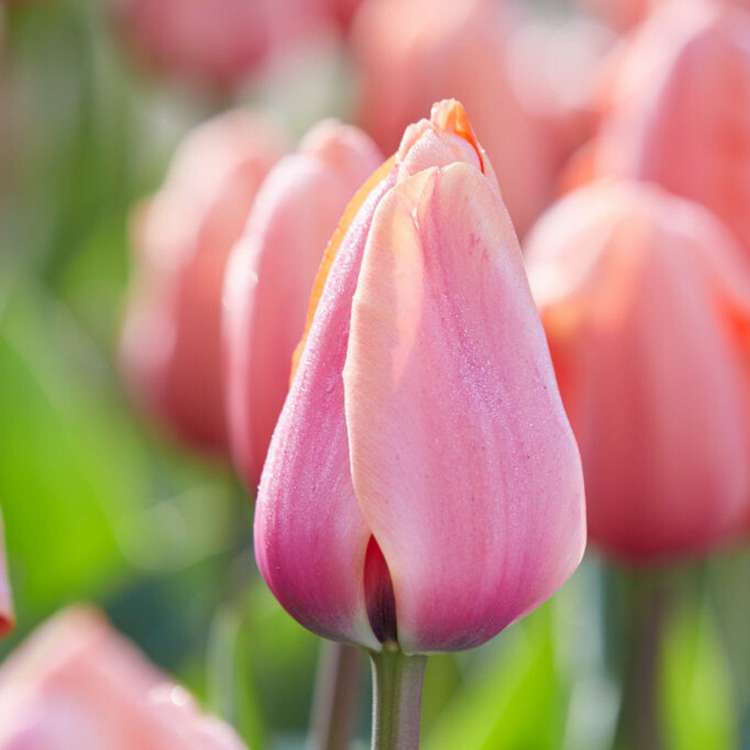 Tulpe 'Apricot Impression'